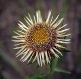 Carlina vulgaris