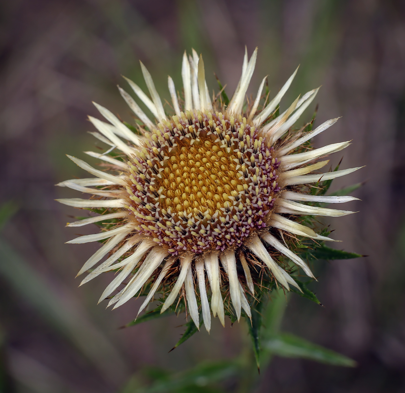Image of Carlina vulgaris specimen.