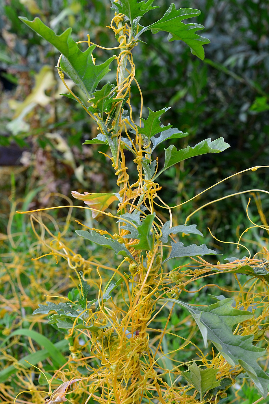 Изображение особи Cuscuta campestris.