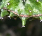 Euphorbia lactea