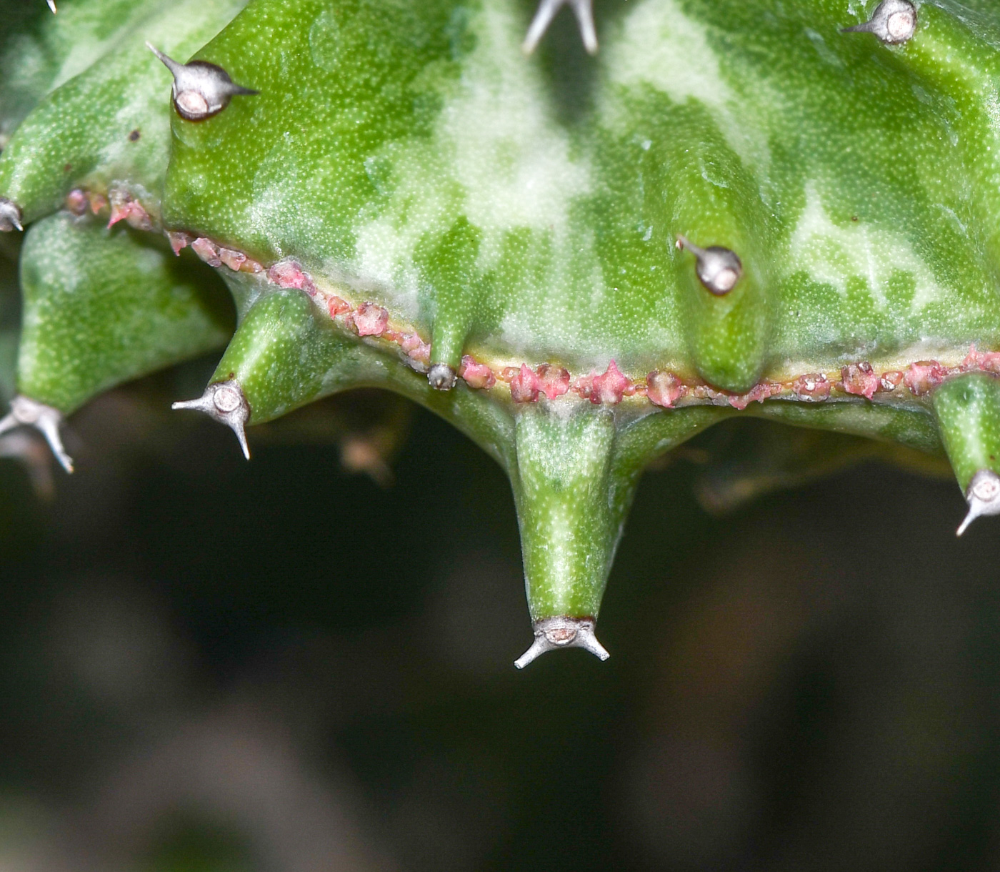 Image of Euphorbia lactea specimen.