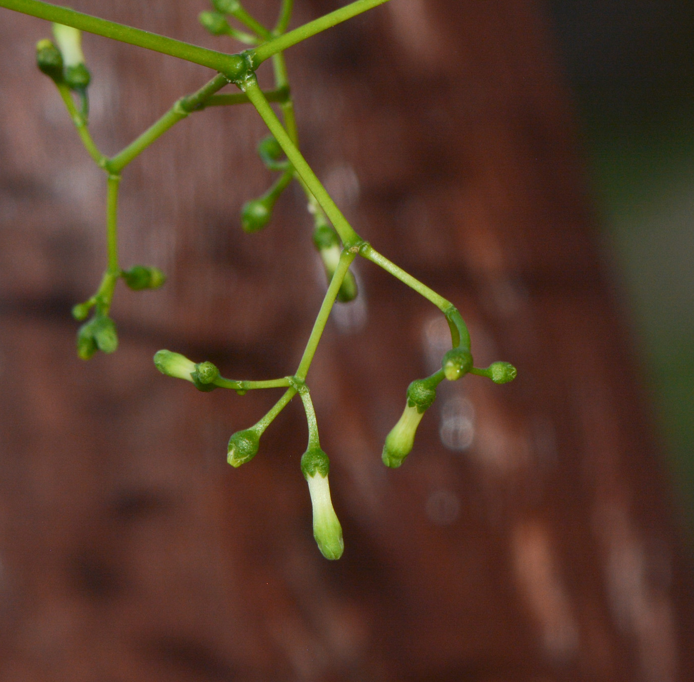 Image of Rauvolfia mombasiana specimen.