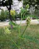 Astragalus cicer