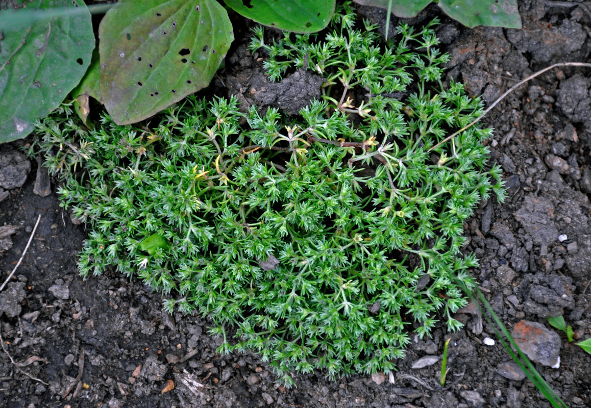 Изображение особи Scleranthus annuus.