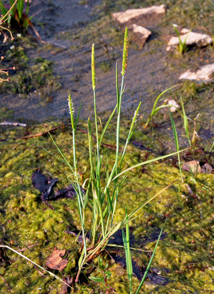 Image of Alopecurus aequalis specimen.