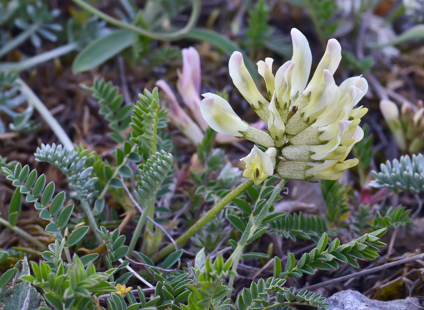 Image of Astragalus resupinatus specimen.