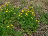 Ranunculus repens