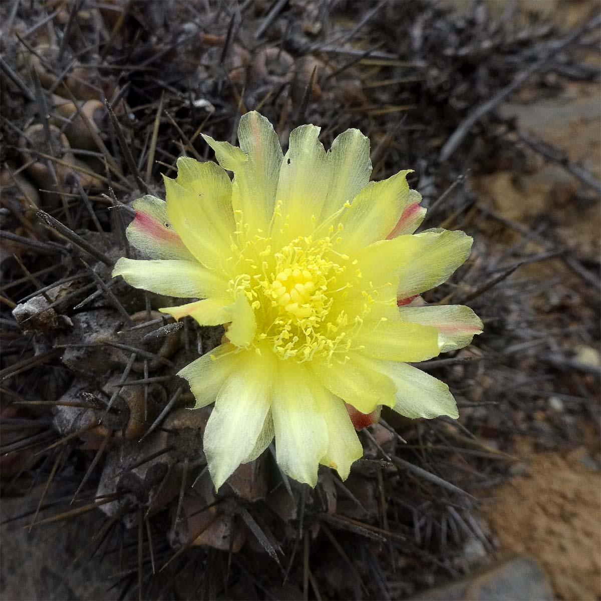 Изображение особи Copiapoa fiedleriana.