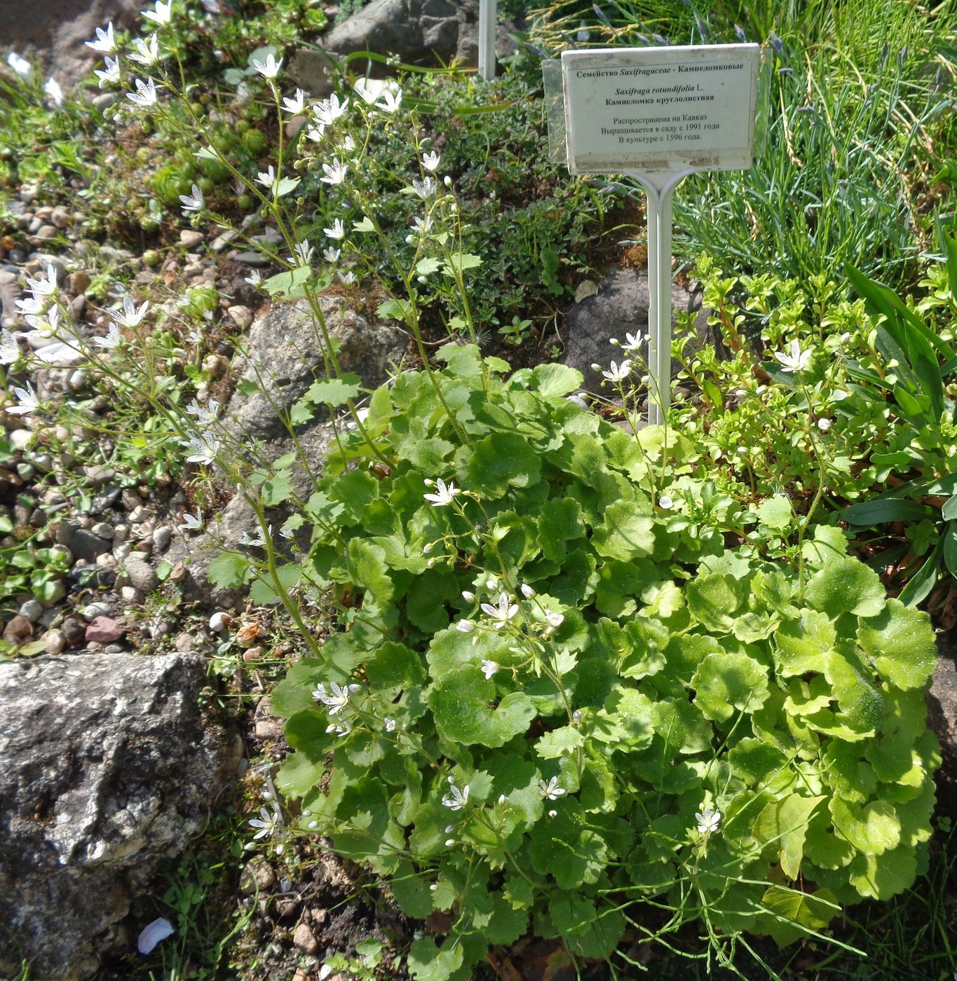 Image of Saxifraga rotundifolia specimen.