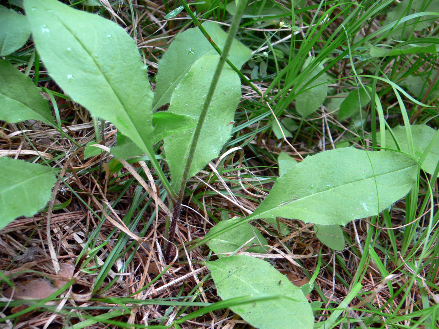 Изображение особи Hieracium pseudolepistoides.