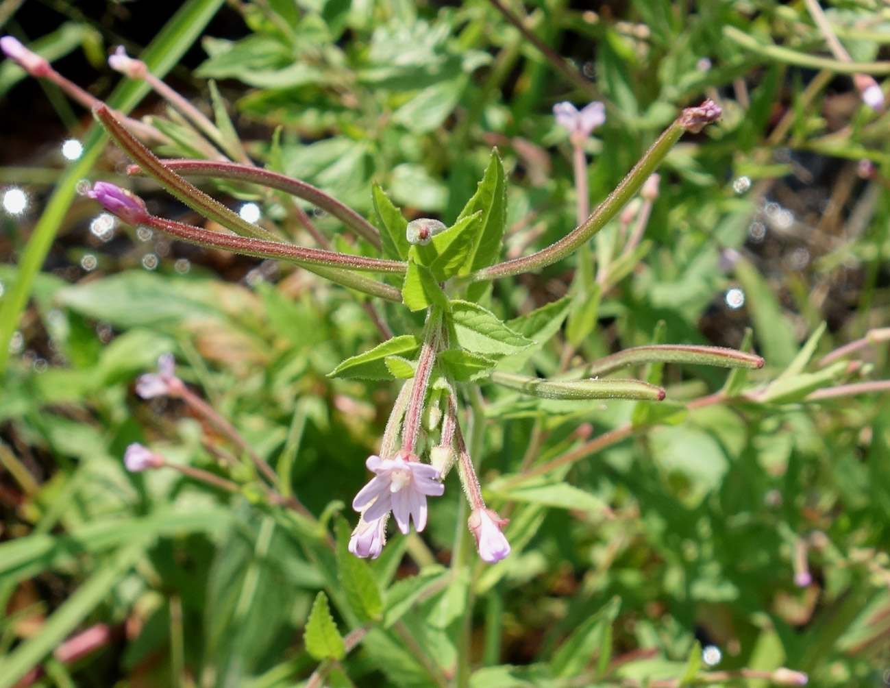 Изображение особи род Epilobium.