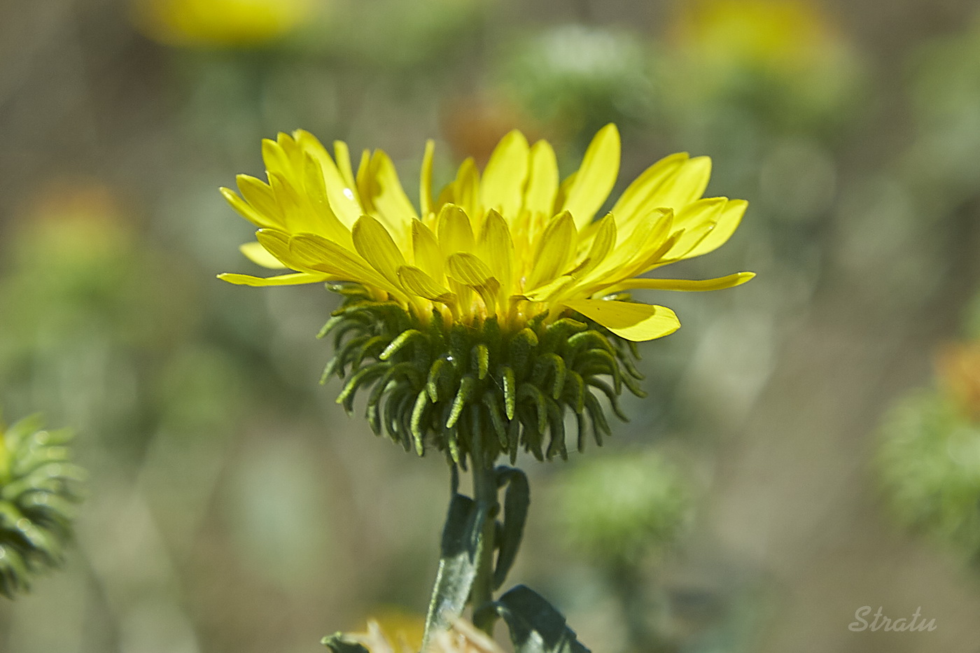 Изображение особи Grindelia squarrosa.