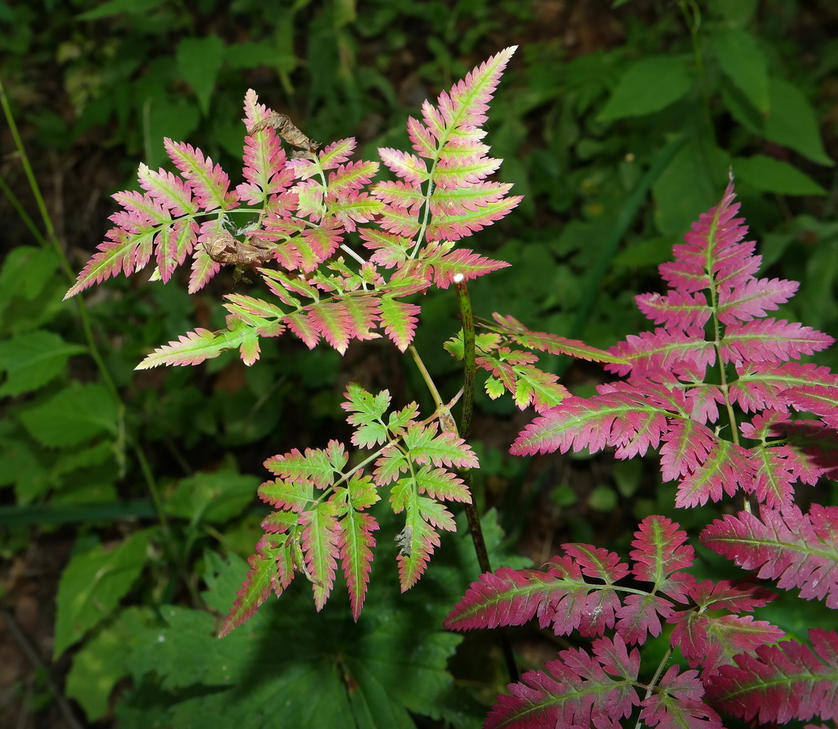 Изображение особи Chaerophyllum aureum.