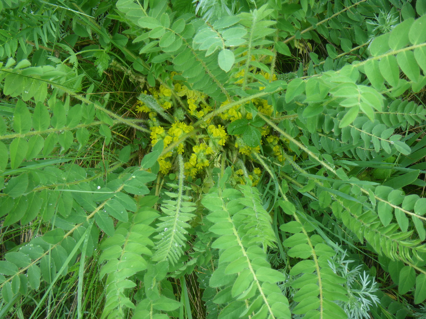 Image of Astragalus schanginianus specimen.