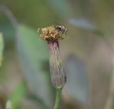 Porophyllum ruderale