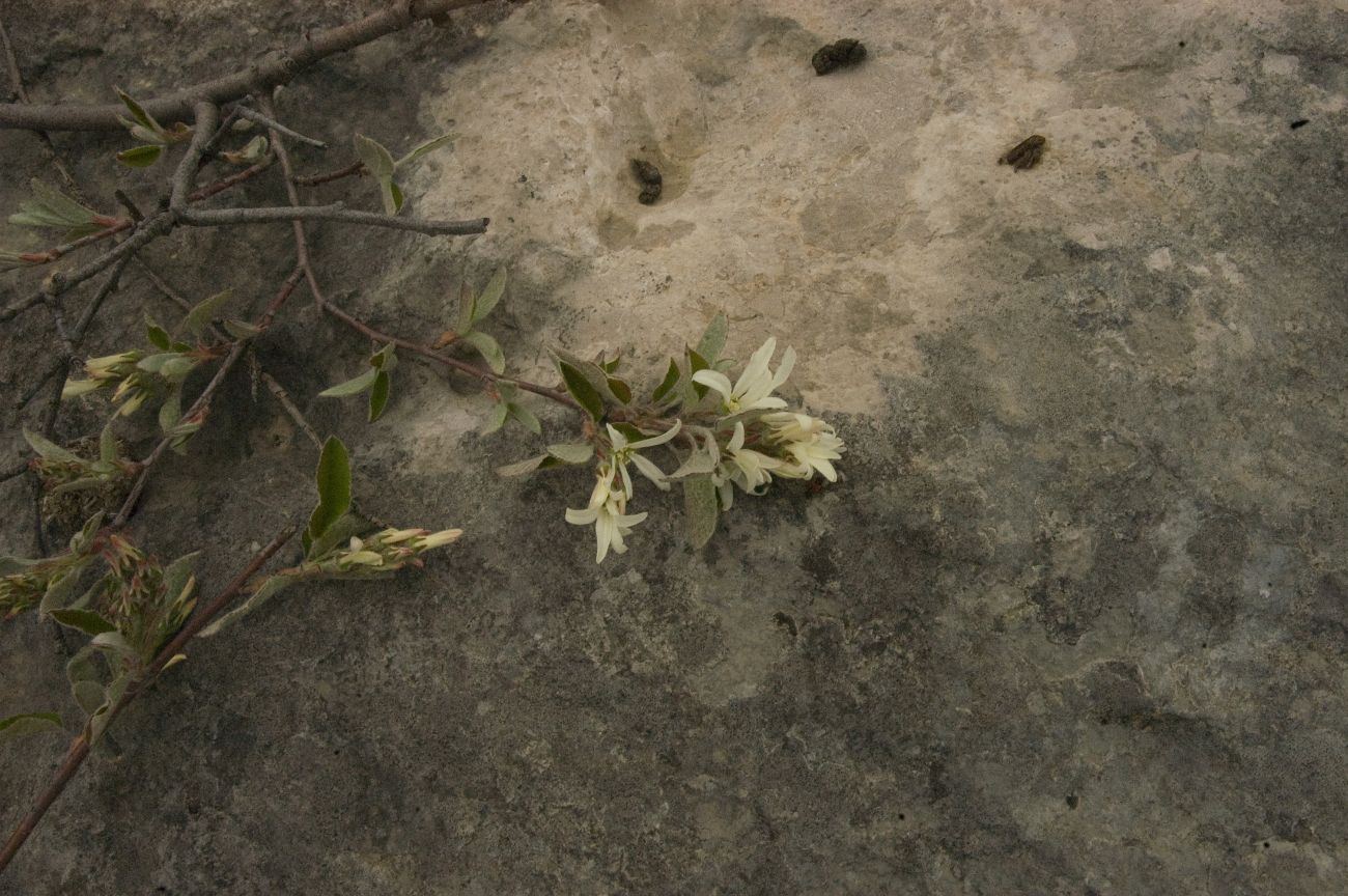 Изображение особи Amelanchier ovalis.