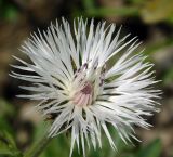 Psephellus variety albus