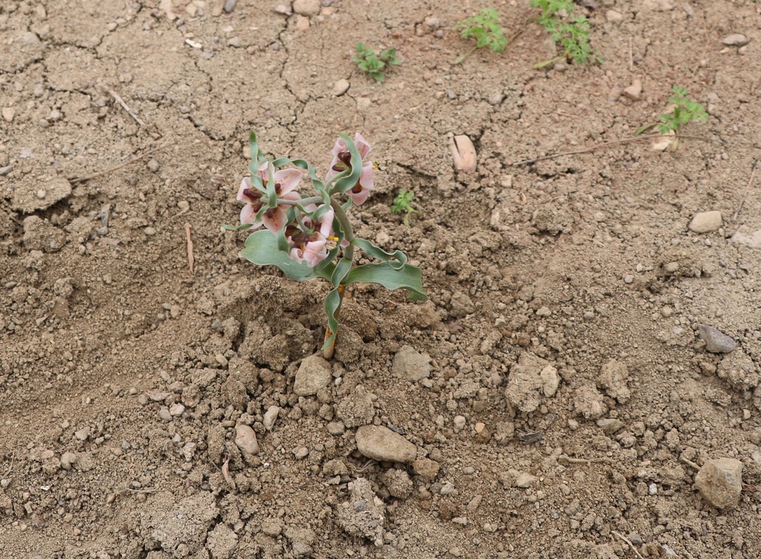 Image of Rhinopetalum gibbosum specimen.