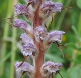 Orobanche pubescens