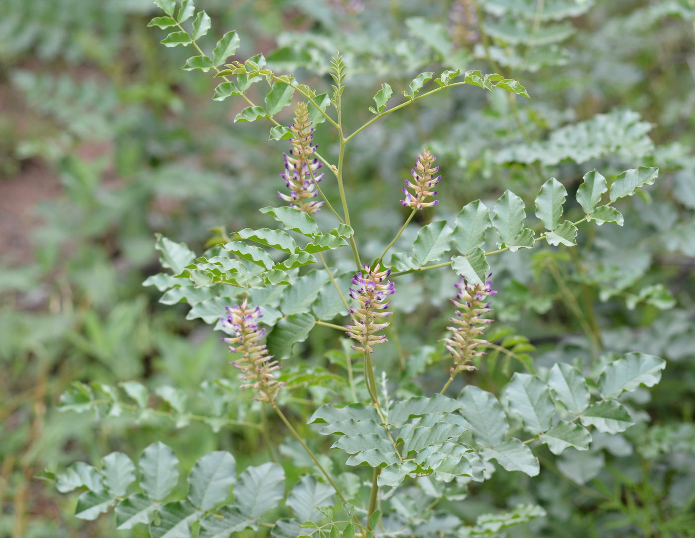 Image of Glycyrrhiza soongorica specimen.