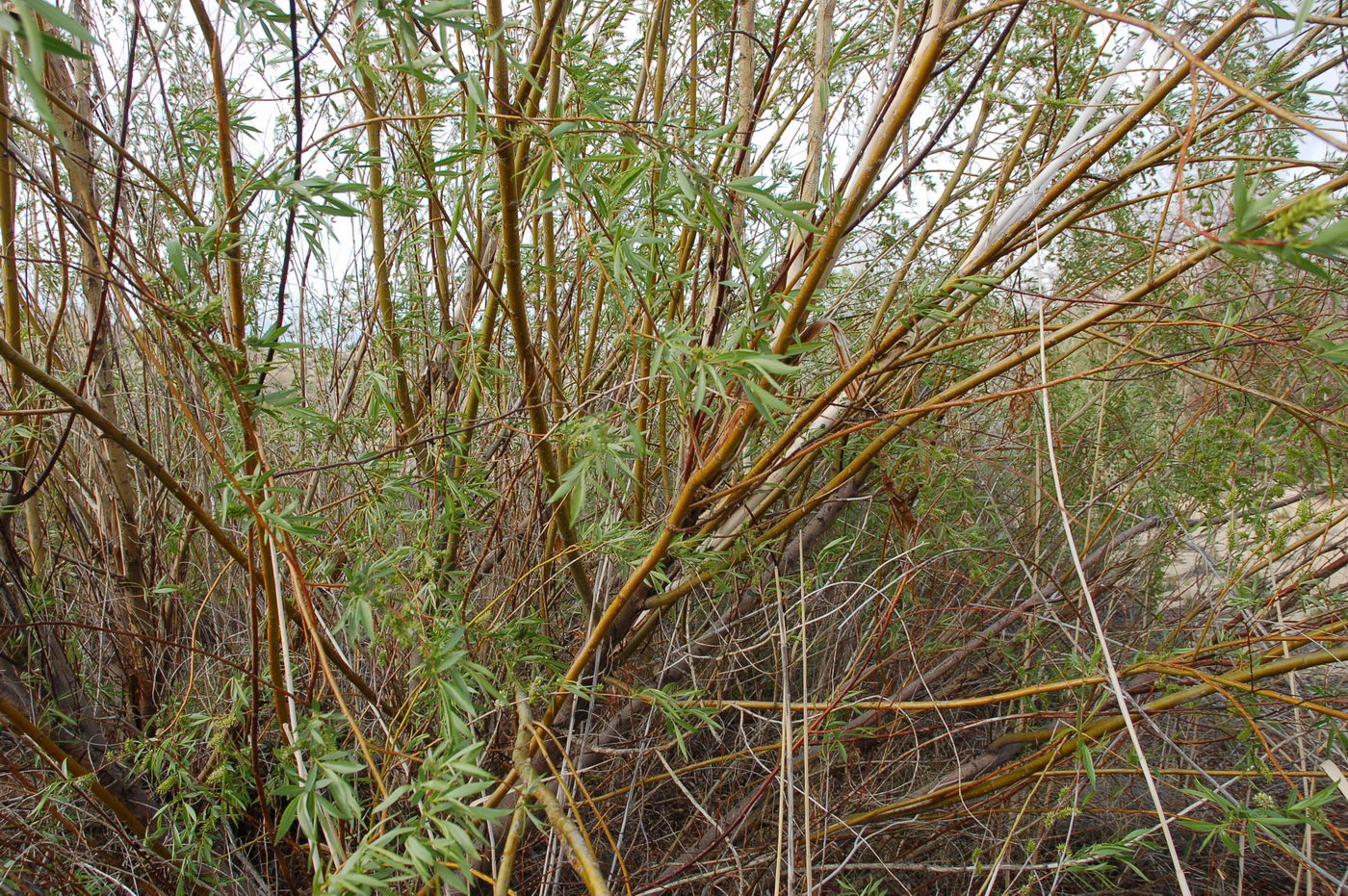 Image of genus Salix specimen.