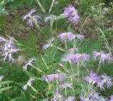 Dianthus superbus