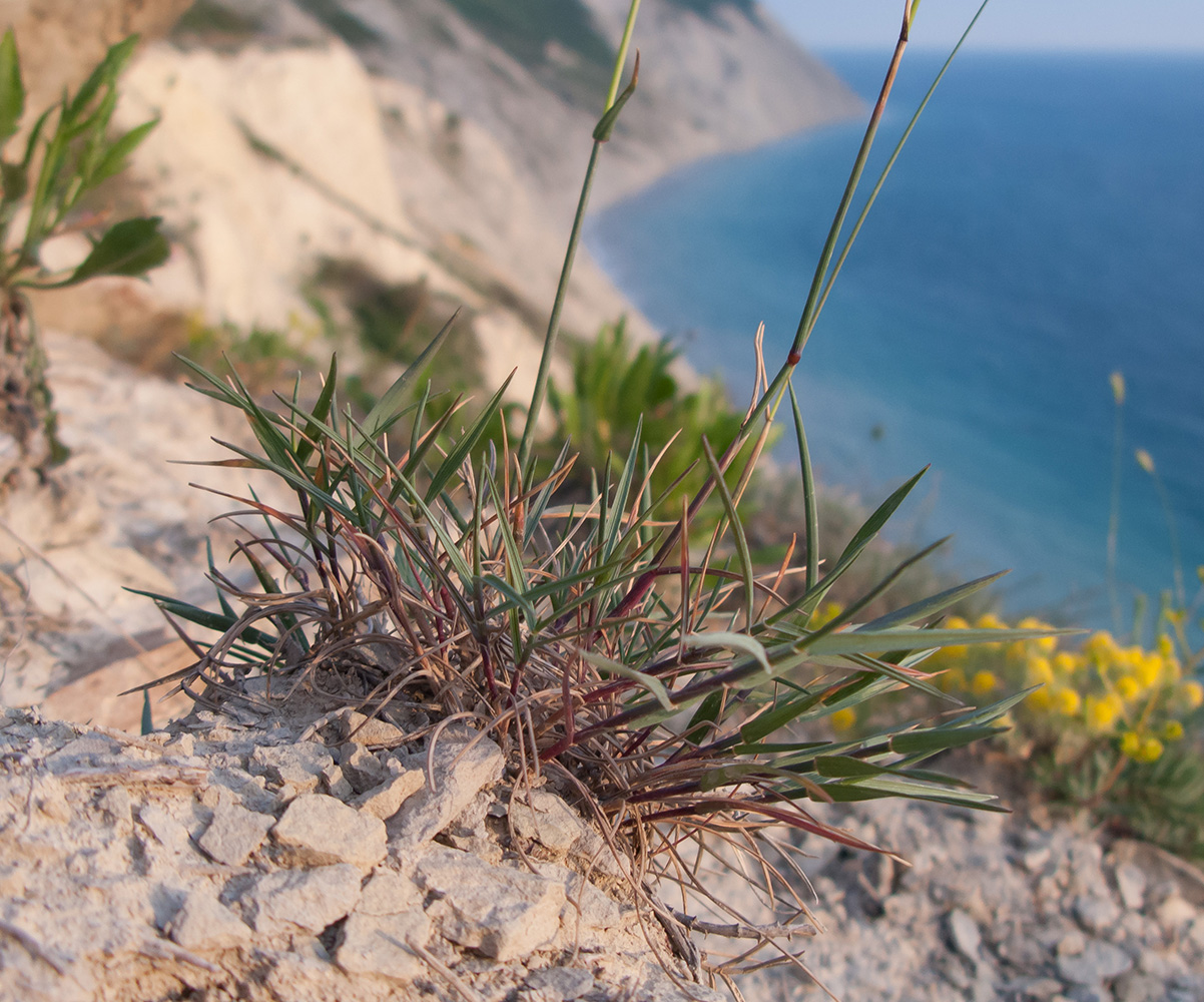 Изображение особи Agropyron pinifolium.