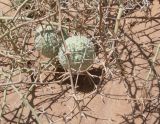 Acanthosicyos horridus. Часть растения с созревающими плодами. Намибия, регион Erongo, ок. 5 км к югу от г. Свакопмунд, пустыня Намиб, национальный парк \"Dorob\", незакреплённые пески. 01.03.2020.