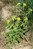 Inula britannica