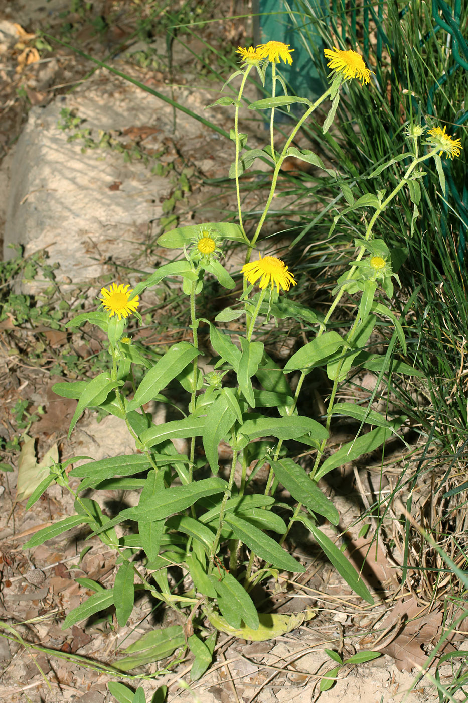 Изображение особи Inula britannica.