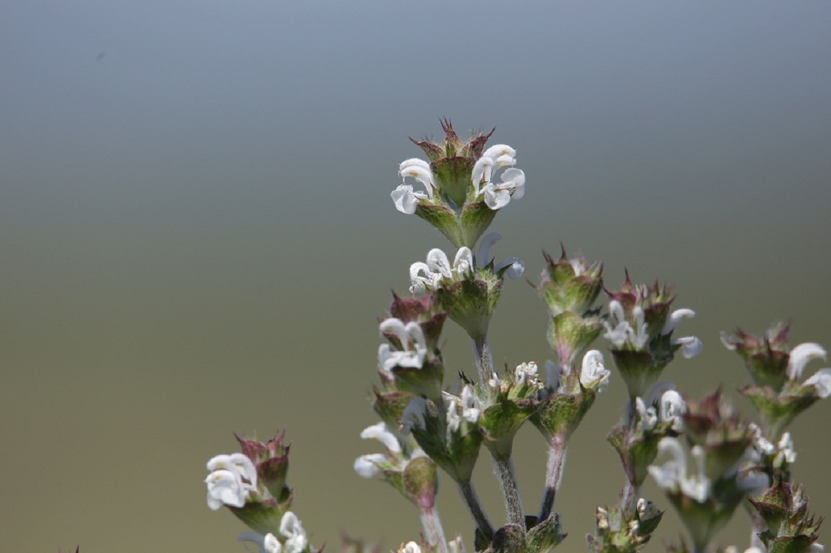 Изображение особи Salvia aethiopis.