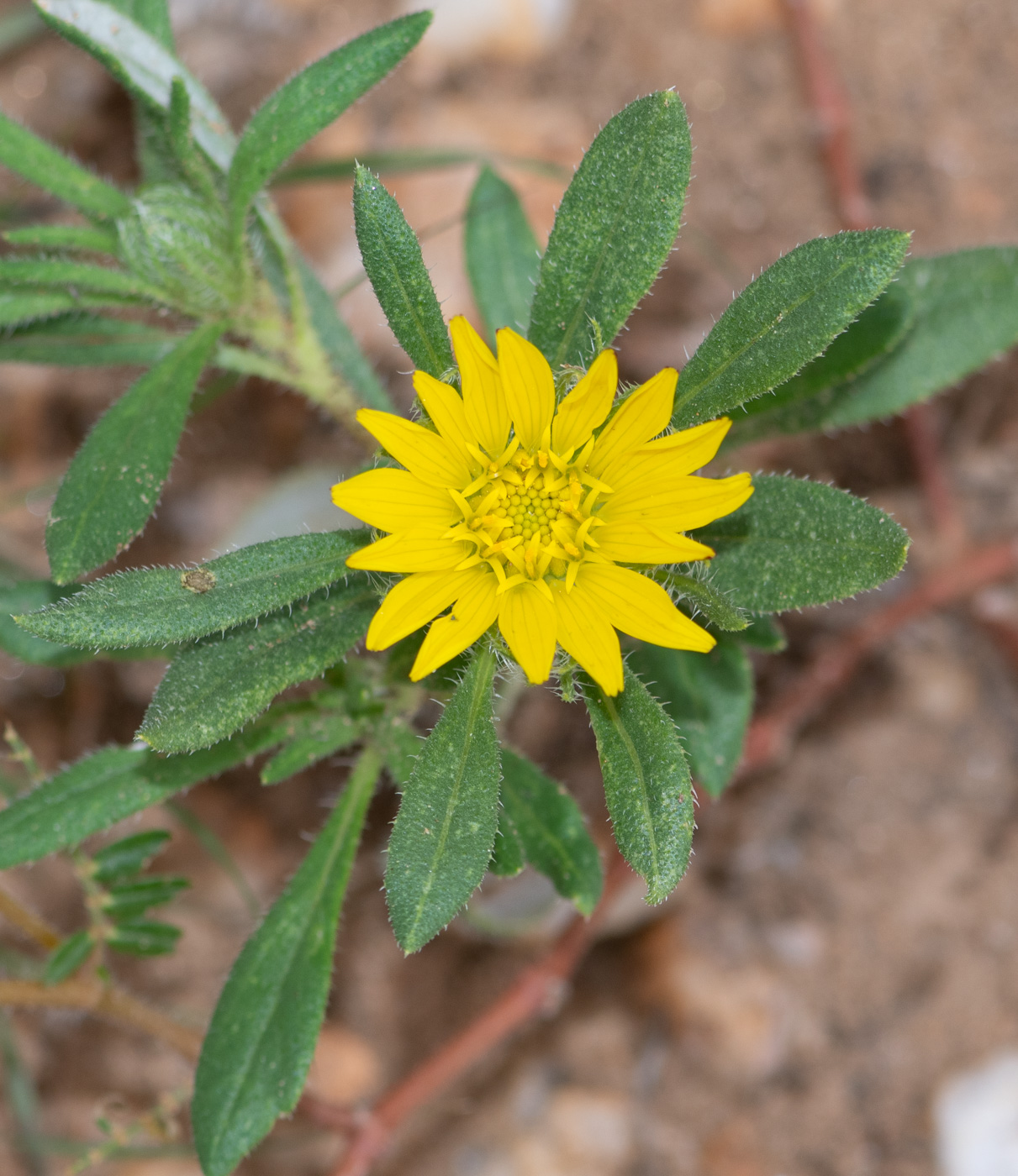 Изображение особи Hirpicium gazanioides.