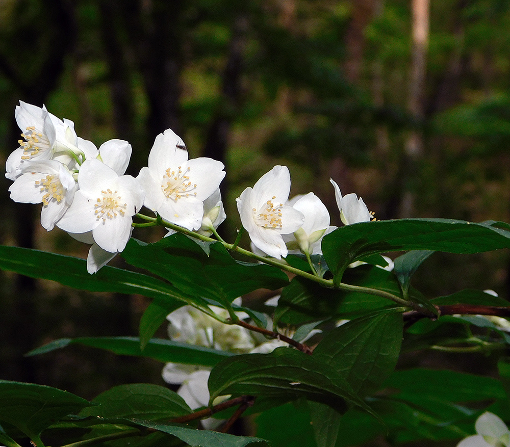 Image of Philadelphus caucasicus specimen.