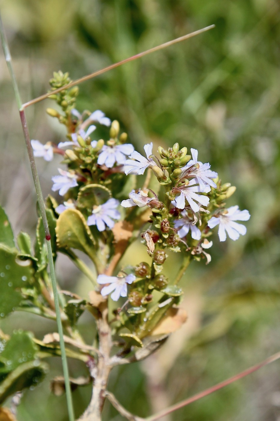 Изображение особи Scaevola crassifolia.