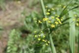 genus Bupleurum