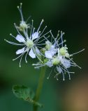 Filipendula ulmaria