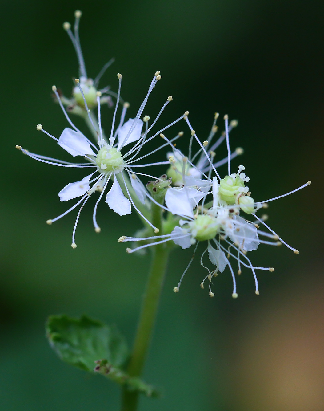 Image of Filipendula ulmaria specimen.