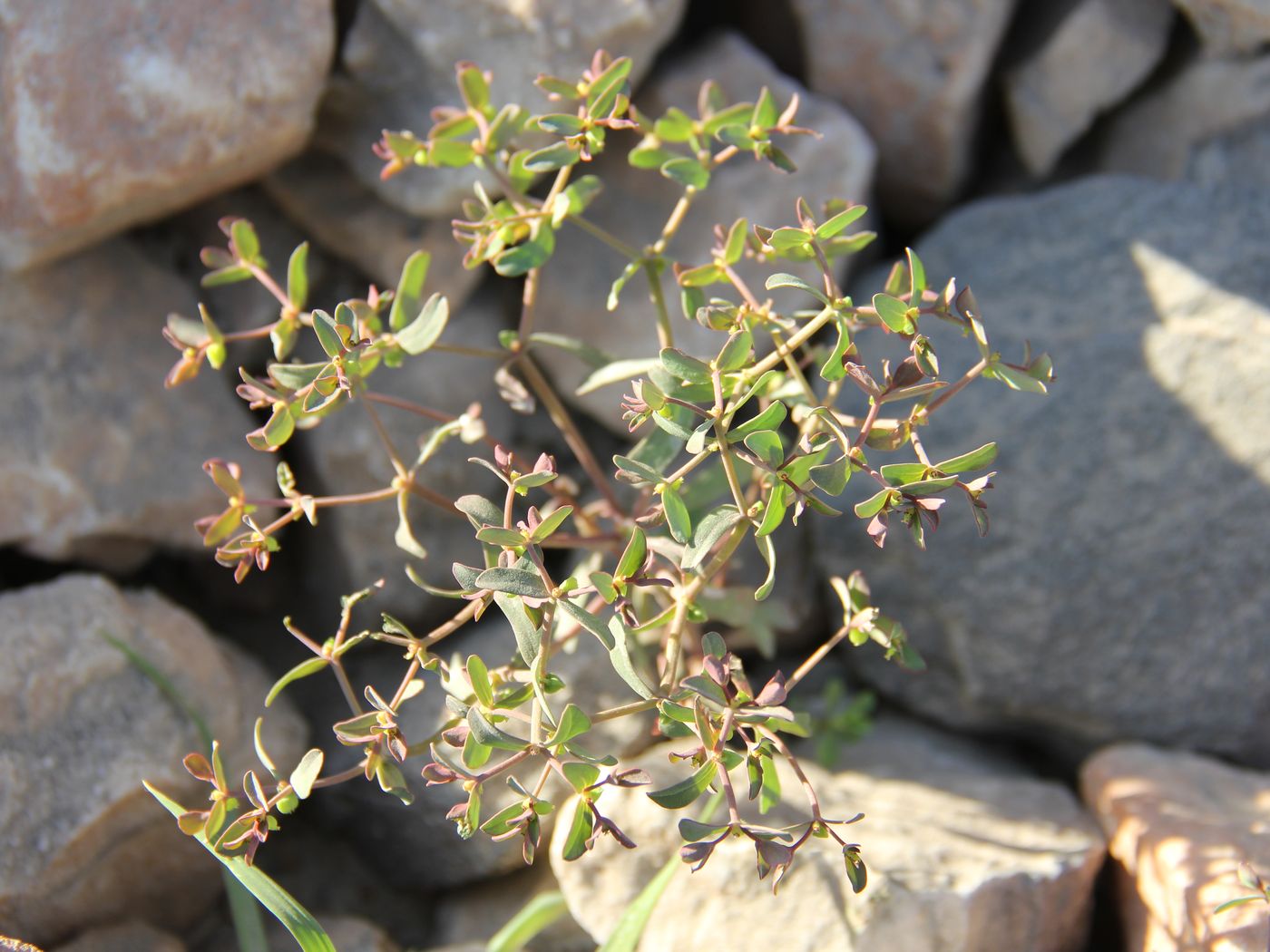 Изображение особи Euphorbia szovitsii.