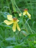 Hypericum ascyron