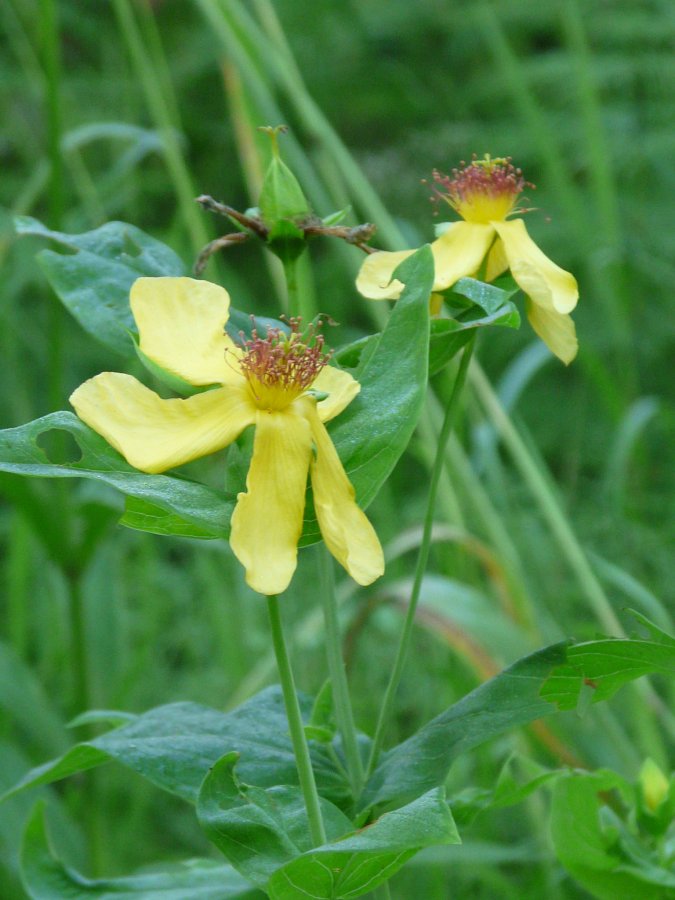 Image of Hypericum ascyron specimen.