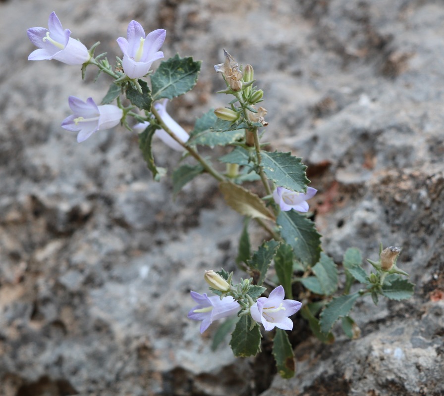 Image of Campanula coriacea specimen.