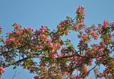 Malus &times; purpurea