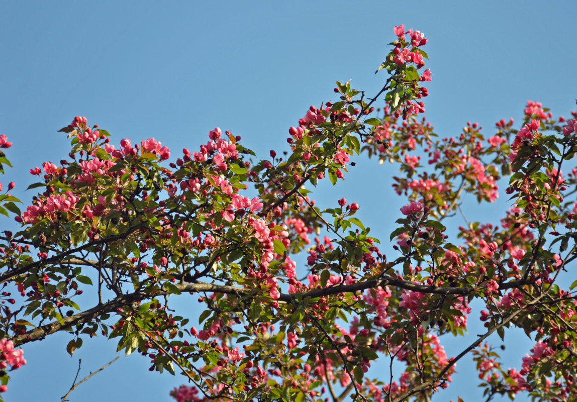 Image of Malus × purpurea specimen.