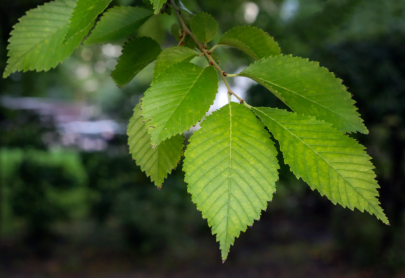 Изображение особи род Ulmus.