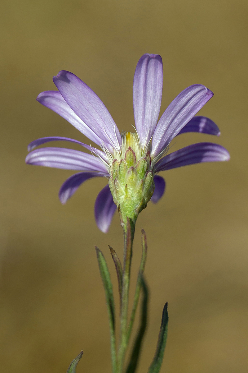 Изображение особи Galatella angustissima.