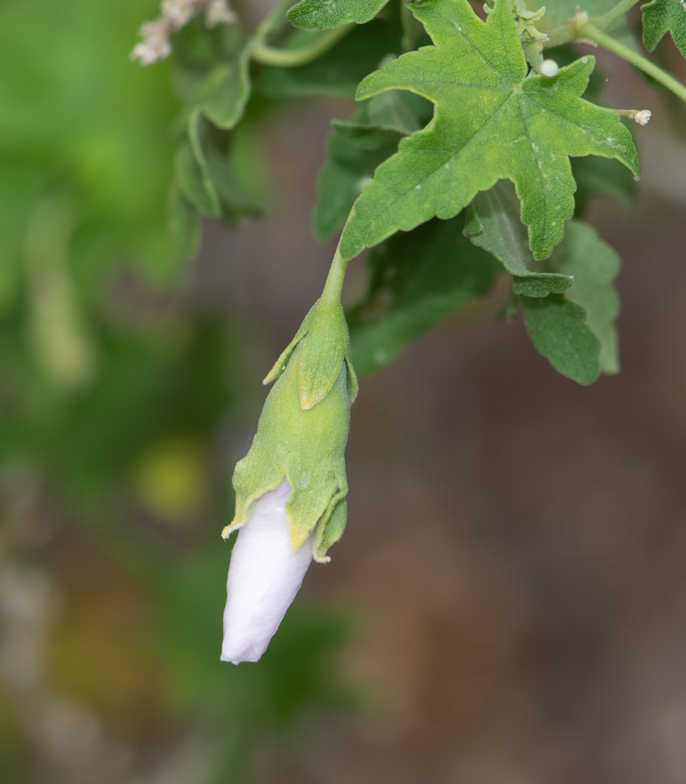 Изображение особи Malva acerifolia.