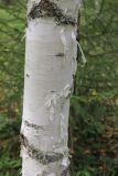 Betula pendula. Часть ствола. Костромская обл., Кологривский р-н, окр. деревни Козлово, молодой лес на месте бывшего поля. 28 августа 2020 г.