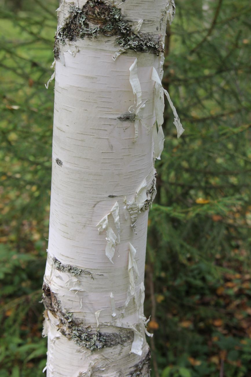 Изображение особи Betula pendula.