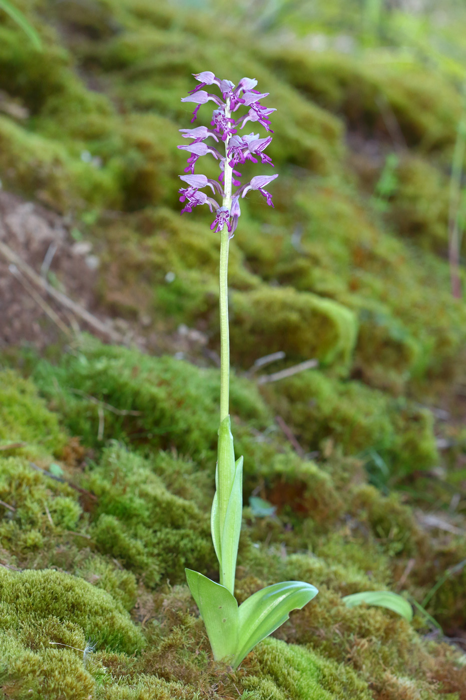 Image of Orchis militaris specimen.