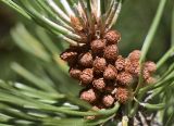 Pinus uncinata